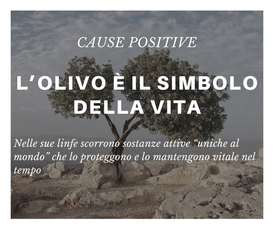 Olivo,un dono degli dei , un simbolo di vita